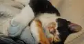 上級者向け三毛猫検定