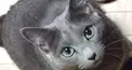 うみねこ部屋フェチ検定！