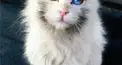 ハイドラファンクラブ検定NEW