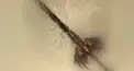 グラブル検定①