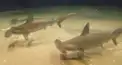 水族館のサメ検定：中級