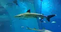 水族館のサメ検定：上級