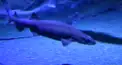 水族館のサメ検定：魔界級