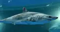 水族館のサメ検定：天の神襲来級