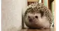 ハリネズミ検定