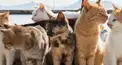 猫種検定！！猫好きなら多分分かる！