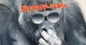 ゴリラステーション検定1級