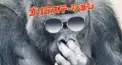 ゴリラステーション検定3級