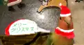 インコ検定　ミニ♪