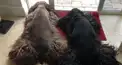 わんちゃん検定
