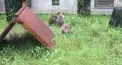 クオッカワラビー検定