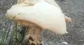 毒キノコ検定(難易度 : 結構難しい)