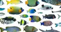 お魚豆知識クイズ　マニア10