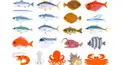 お魚豆知識クイズ　マニア10　その２