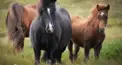 オークス検定（入門編）