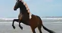 オークス検定（激ムズ）