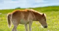 【競馬】有馬記念検定（入門編）