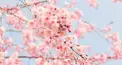 桜花賞検定（ファン向け）