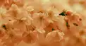 桜花賞検定（入門編）