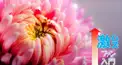 菊花賞検定（激ムズ）
