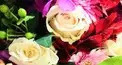 花診断-あなたの花は？-