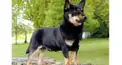 マニアック犬種クイズ