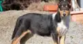 犬種クイズ