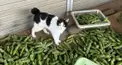 地縛少年花子くんのガチ抜き打ちテスト！！