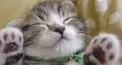 猫検定