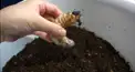 昆虫マニア検定