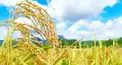 超難問 農作物生産量ランキング検定〈日本〉