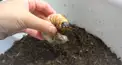 昆虫検定「基礎」