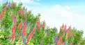 ルピナス学園