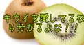 キウイ愛してるなら分かるよな