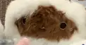 猫ダンゴなに派？