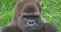 ゴリオン検定  byあすよぞ
