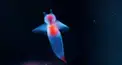 クリオネ検定！