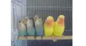 インコ好きな人きて！