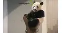 シャンシャン検定