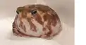 カエルファンクラブ