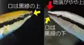 ホンソメワケベラ？ニセクロスジギンポ？検定