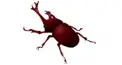 カブトムシ検定