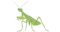 カマキリ検定
