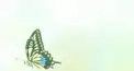 アニメ平家物語