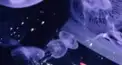 ぼ く だ け