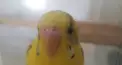 インコちゃん知識検定