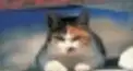 この動物名をなんと読む？＃５