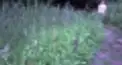 この植物名をなんと読む？＃７