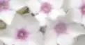 ビジュアル漢字検定　「花唄」編