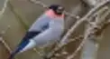ウソ？ホント？